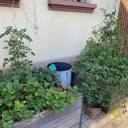 Chez Pepe, Coin De Charme Alsacien Apartament Neewiller-Pres-Lauterbourg